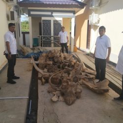 Pelaku Perdagangan Satwa Dilindungi Adalah Residivis