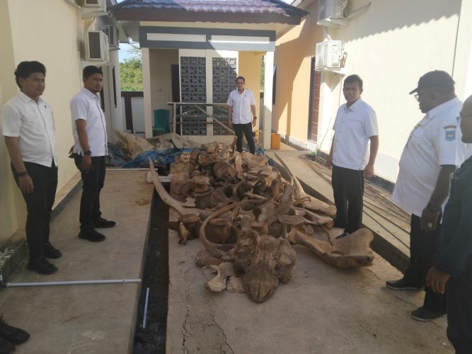 Pelaku Perdagangan Satwa Dilindungi Adalah Residivis