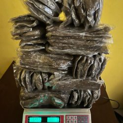 Polresta Sorong Kota Ungkap Kasus Peredaran Ganja, Barang Bukti 5,4 Kilogram